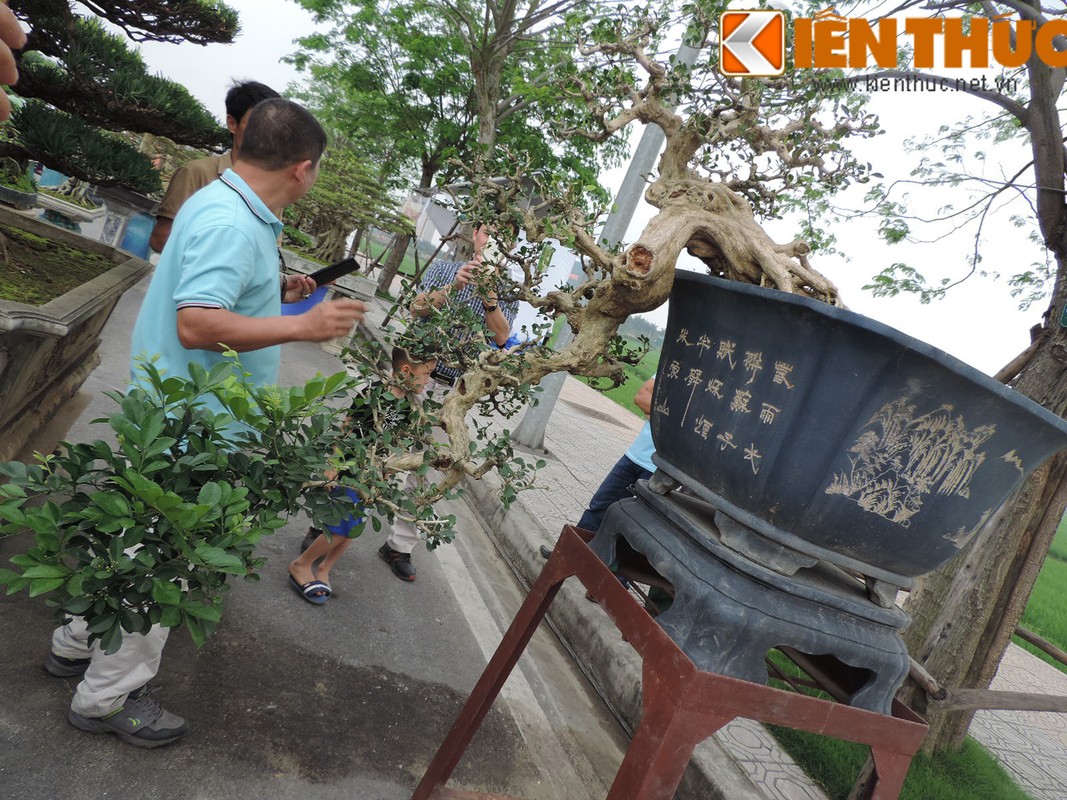 Choang vang dan cay canh gia khung do ve Ha Noi